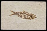 Bargain Fossil Fish (Knightia) - Wyoming #150598-1